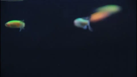 Graceful long fin danio fish swimming calmly in dark aquarium background Stockbeeldmateriaal 324935442
