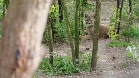 The graceful lynx is resting against the backdrop of green vegetation Stock Footage 159605712