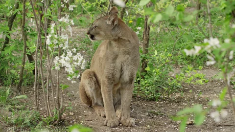 A graceful lynx washes itself against the backdrop of green vegetation Stock Footage 159605690