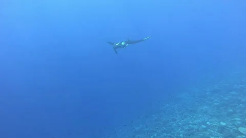 Graceful Manta Ray Glides Through Boundless Ocean Expanse Stock Footage 327018422