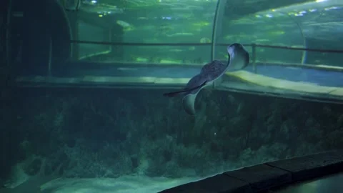 Graceful Manta Ray Glides Through Aquarium Tank With Blue Water and Coral Reef Video stock 328353344
