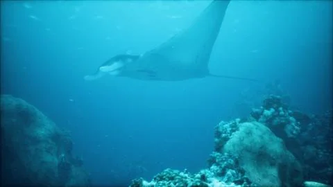 Graceful manta ray soars above a colorful underwater world of coral Stock Illustration