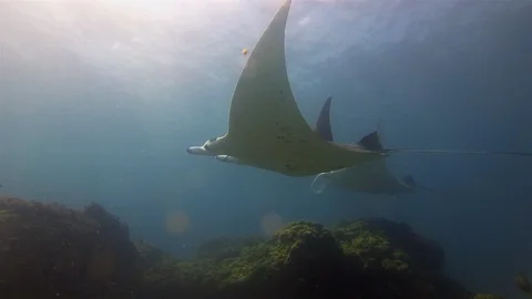 Graceful Manta Rays Pair.Group Of Beautiful Mantas Or Sea Rays In Sunlit Sea 스톡 동영상 116618319