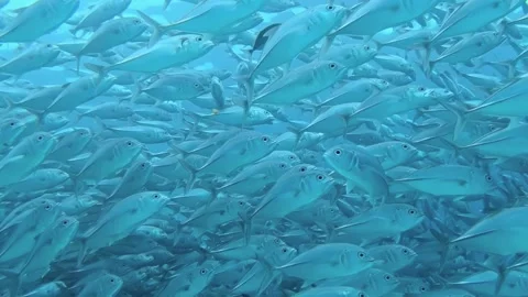 Graceful Marine Current of Shimmering Fish in Crystal Blue Depths Stock Footage 340456806