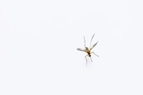 Graceful Mosquito in Flight Stock Photos