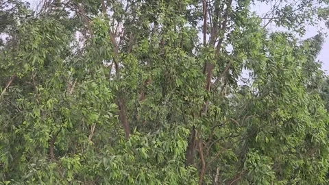 Graceful Movement: Tree Swaying in the Wind Stock Footage 313571032