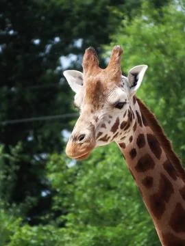 Graceful Neck Stock Photos
