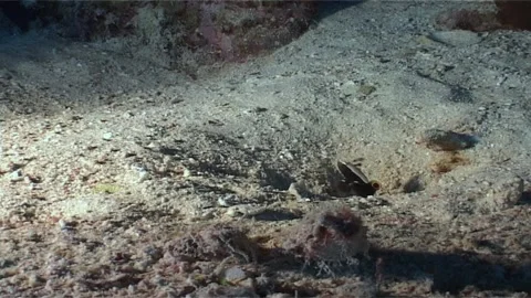 Graceful Partner Goby With Shrimp Digging The Lair Stock Footage 300342783