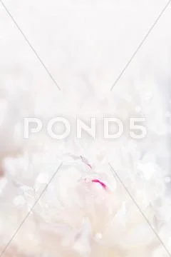 Graceful pastel peony background, great for greeting, valentine's day cards, Stock Photos