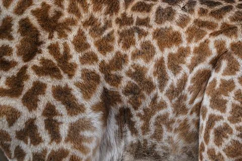 Graceful Patterns: Close-Up of Giraffe's Fur and Unique Pattern in Kenya Stock Photos
