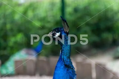 Graceful peacock shows his crown ~ Hi Res #242941398