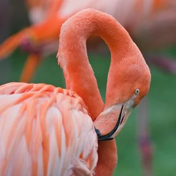 Graceful Pink Flamingo in Close-up Stock Photos