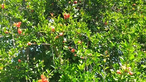 A graceful pomegranate tree in full bloom Video stock 308076680