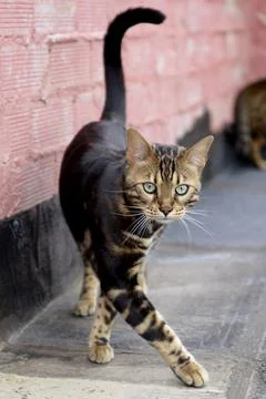 The graceful pose of a Bengal cat in the process of gait with a marbled coa.. Stock Photos