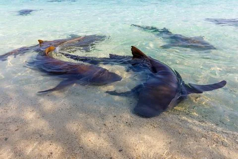 Graceful rays glide in shallow, sunlit waters 写真素材