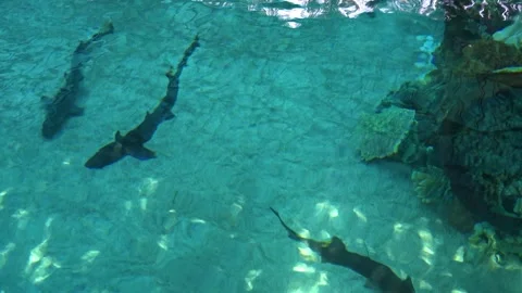 Graceful rays of light are swimming beautifully beneath the crystal clear waters Stock Footage 311993134