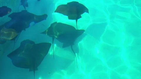Graceful rays of light are swimming beautifully beneath the crystal clear waters 库存影片 311993231