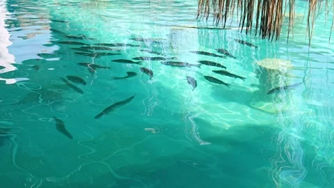 Graceful rays of light are swimming beautifully beneath the crystal clear waters 库存影片 311993241