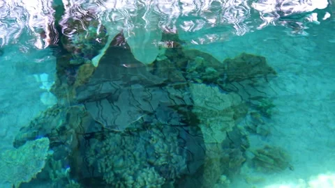 Graceful rays of light are swimming beautifully beneath the crystal clear waters 库存影片 311993366