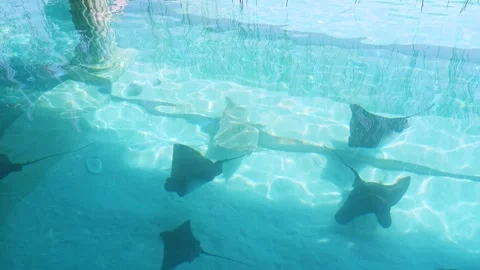 Graceful rays of light are swimming beautifully beneath the crystal clear waters 库存影片 311993463