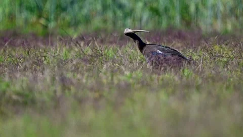 Graceful red napped ibis standing attentively together within tranquil rural 库存影片 332889332
