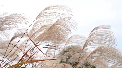 Graceful Reed Grass Swaying Softly in Gentle Autumn Breeze Stock Footage 341916805