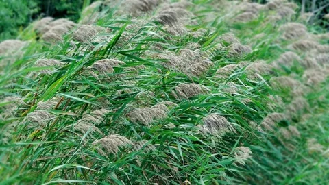 Graceful Reeds Swaying Gently in the Wind on a Sunny Summer Day Stock Footage 342018841