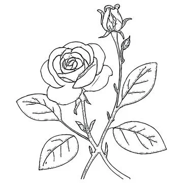Graceful Rose Line Drawing Vector Illustration Stock Illustration