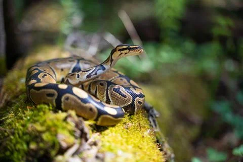 Graceful royal python with a beautiful pattern on the skin in a green terrarium Stock Photos