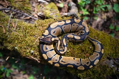 Graceful royal python on moss top view. Beautiful curves of the serpentine body. Stock-Fotos
