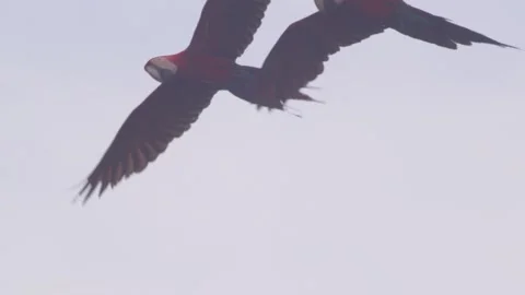 Graceful Scarlet Macaw Pair Gliding and flapping wings over the Peruvian Stock Footage 301769792