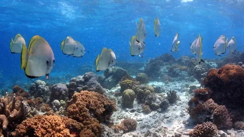 Graceful School of Circular Batfish Swimming Over Tropical Coral Reef - 4K Stock Footage 333539183