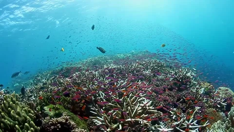 Graceful Schooling Fish in Slow Motion Underwater Coral Reef in Fiji Stock Footage 283172638