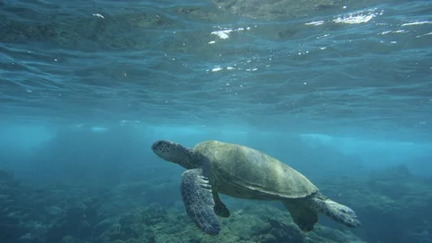 Graceful Sea Turtle comes up for air in crystal clear water - * Unedited * Video stock 89943376