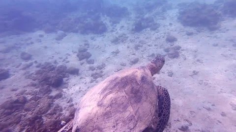 Graceful Sea Turtle Stock Footage 138240161