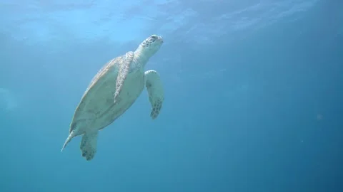 Graceful Sea Turtle Glides Through Clear Caribbean Waters Stock Footage 312688831