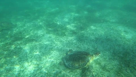 Graceful sea turtle gliding through vibrant turquoise waters Vídeo Stock 301395047