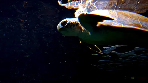 Graceful Sea Turtle Gliding Through Sunlit Waters Stock Footage 323157919