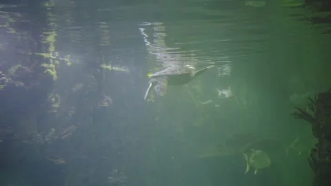 Graceful Sea Turtle Gliding Through Clear Aquarium Waters Among Coral Reefs and Stock-Footage 329764090