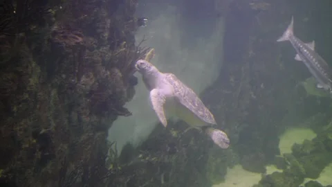 Graceful Sea Turtle Gliding Through Clear Aquarium Waters Among Coral Reefs and Vidéo 329764134