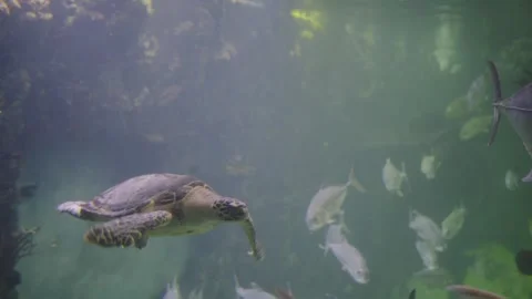 Graceful Sea Turtle Gliding Through Clear Aquarium Waters Among Coral Reefs and Stock Footage 330284710