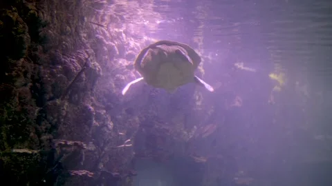 Graceful Sea Turtle Gliding Through Clear Aquarium Waters Among Coral Reefs and  Stock Footage 331123408