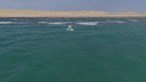 Graceful seagull flying low over the turquoise Caspian sea, Kazakhstan Stock Footage 322791556