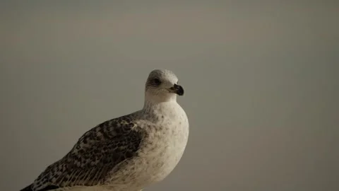 Graceful Seagull Perched on Sandy Beach under Golden Sunset Stock Footage 331621932