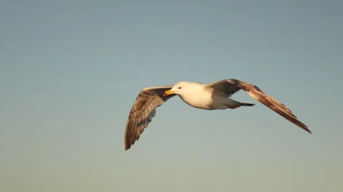 Graceful Seagull Soaring Through the Clear Sky in Slow Motion Over the Open Sea Stock Footage 278732842