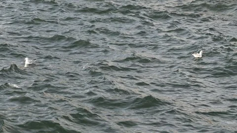 Graceful Seagulls Drifting on the Textured Surface of Dark, Choppy Ocean Waters Stock Footage 318009120