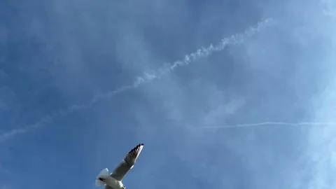 Graceful seagulls glide through clear blue skies in mesmerizing flight. Video stock 303011589