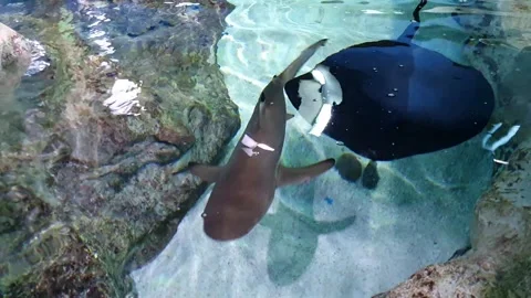 Graceful Sharks and Rays Swimming in Aquarium Video stock 320095949