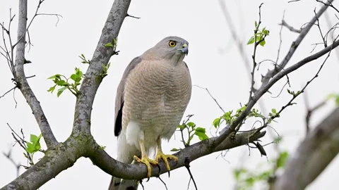 Graceful shikra sitting on elevated perch under calm overcast sky atmosphere Stock Footage 333416875