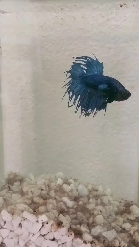 Graceful Siamese Fighting Fish in Motion Stock Footage 277212067